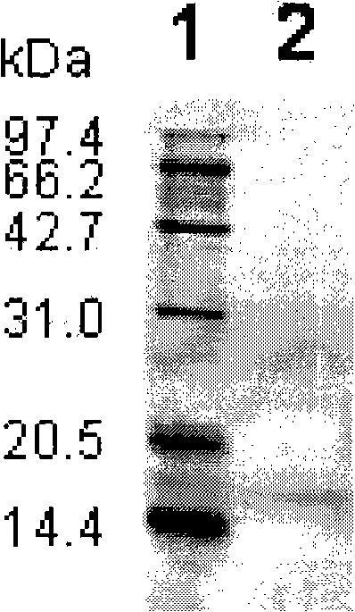 Method for instantaneously expressing acidic fibroblast growth factor in plant