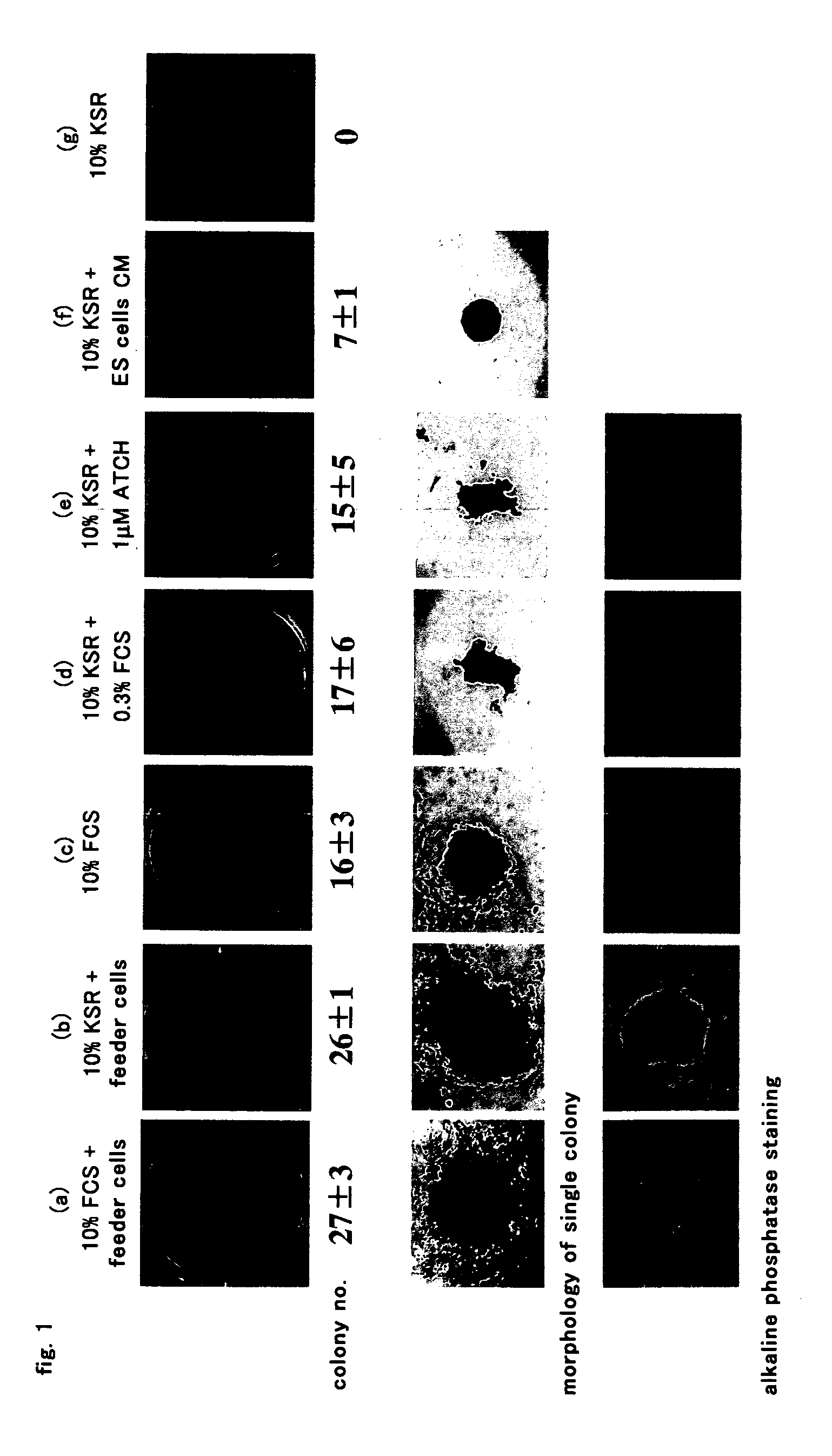 Composition for culturing multipotent stem cells and utilization of the same