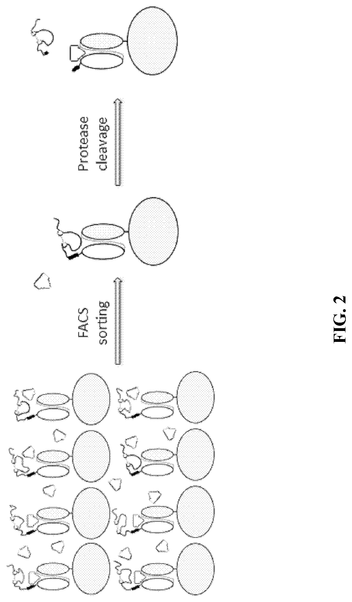 Activatable antibodies and methods of making and using thereof