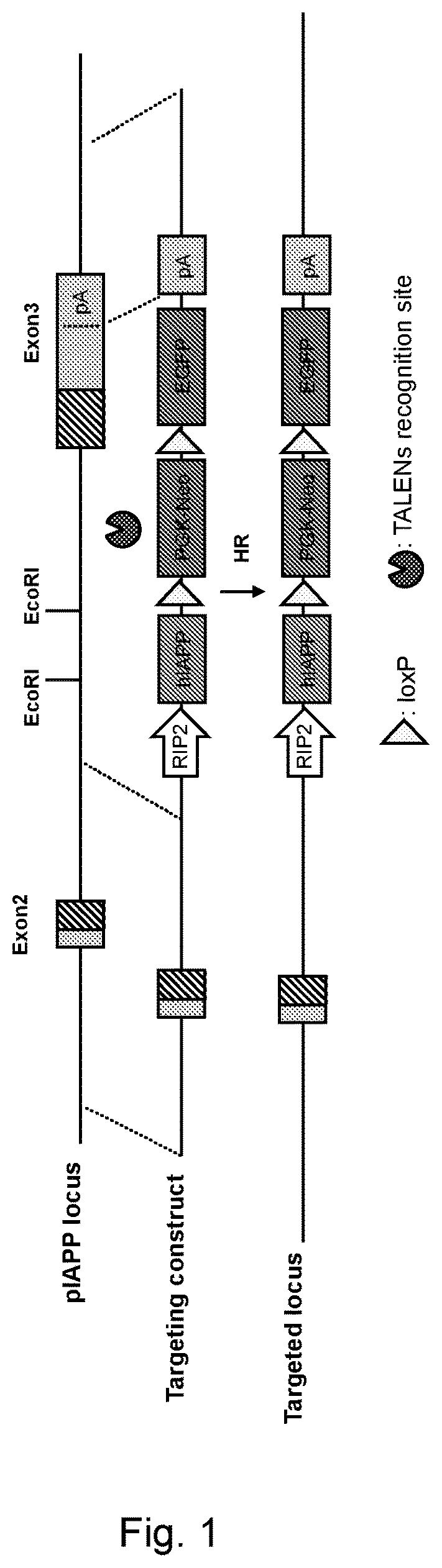 Pig model for diabetes