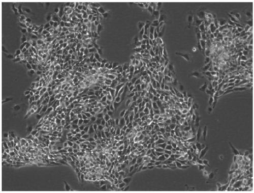 Method for improving accessibility of resolution chromatin of cells