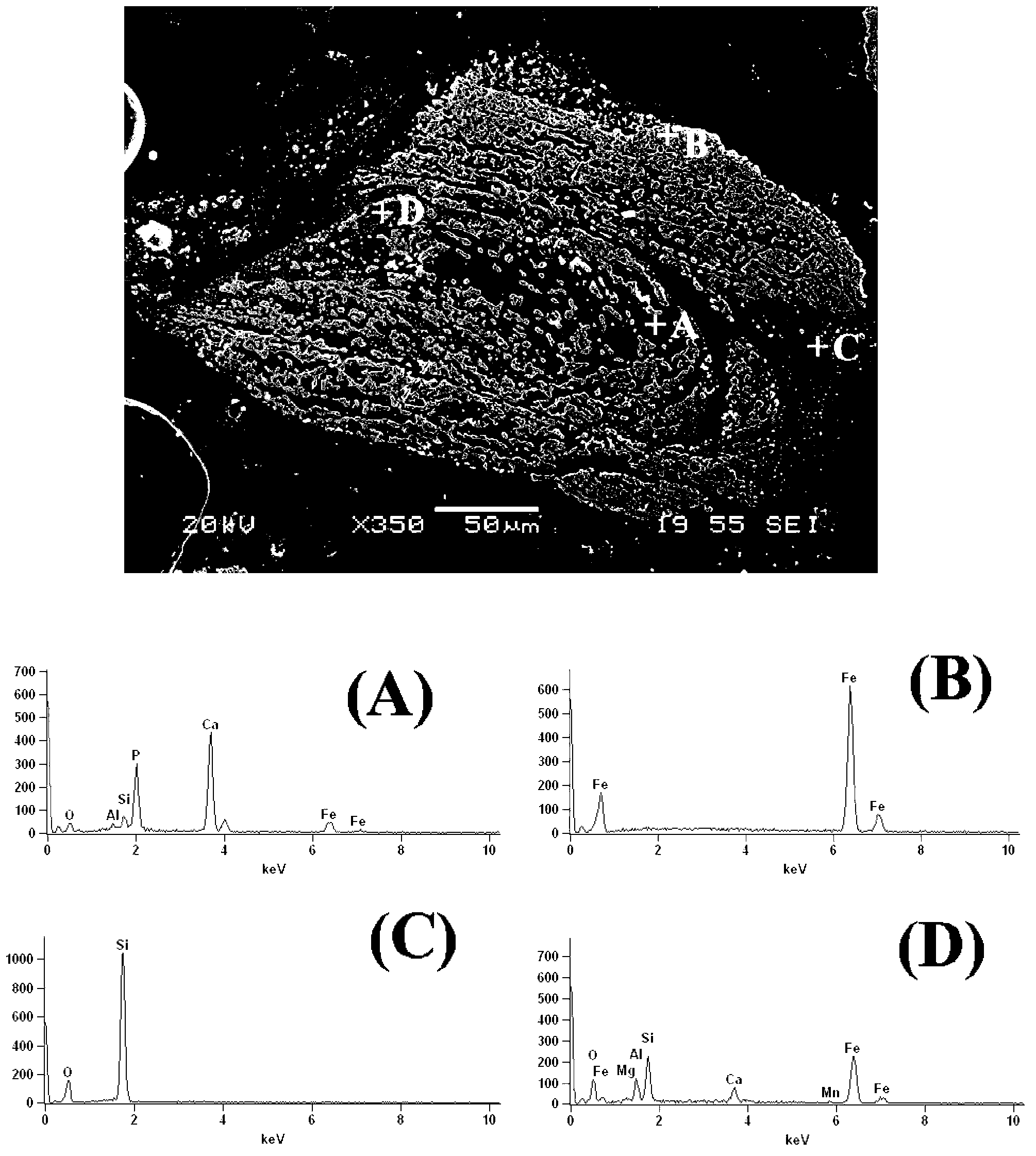 Method for realizing dephosphorization of olitic high-phosphorus iron ore by use of biomass charcoal