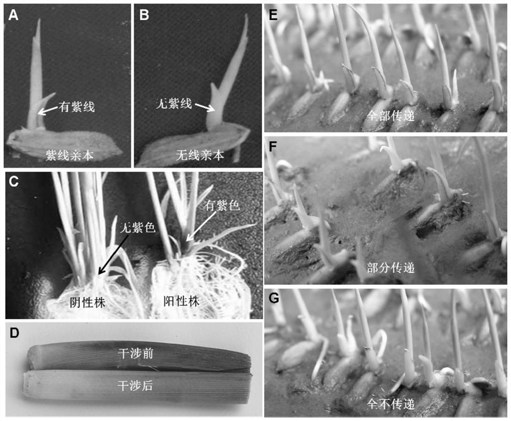 Application and Realization of Rice Bleeding Purple Line Gene osmyb76