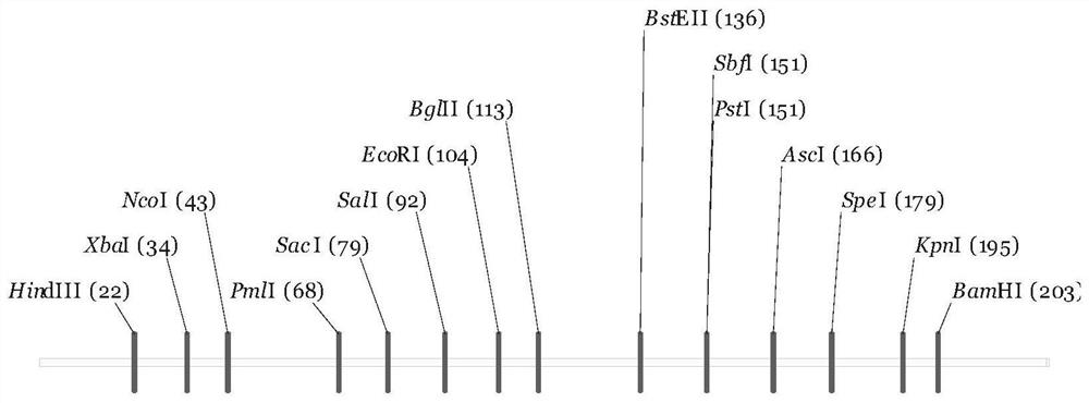 Application and Realization of Rice Bleeding Purple Line Gene osmyb76