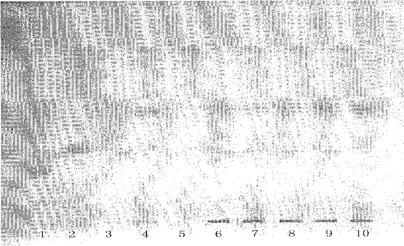 Method for detecting compound salvia miltiorrhiza tablet