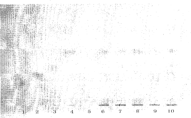 Method for detecting compound salvia miltiorrhiza tablet