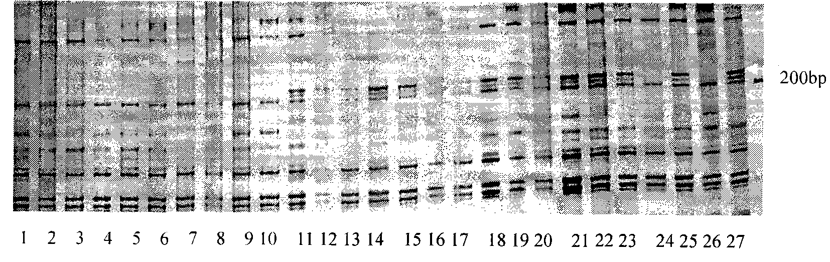 Molecule marking method for gene locus for preventing mycosphaerella melonis of muskmelon