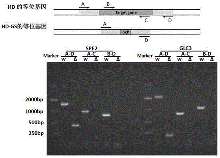 Method for raising S-adenosyl-L-methionine production level by saccharomyces cerevisiae metabolic engineering