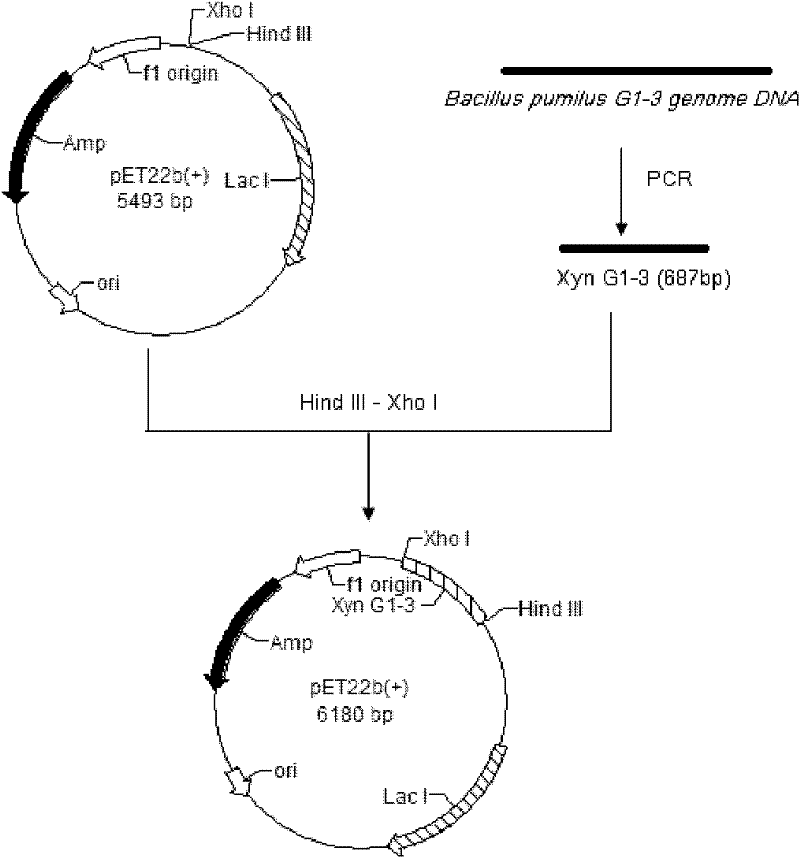 Alkalic xylanase gene and engineering bacterium containing same