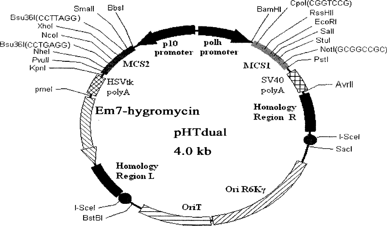 Method for constructing BmNPV- silkworm larvae multiple gene expression system