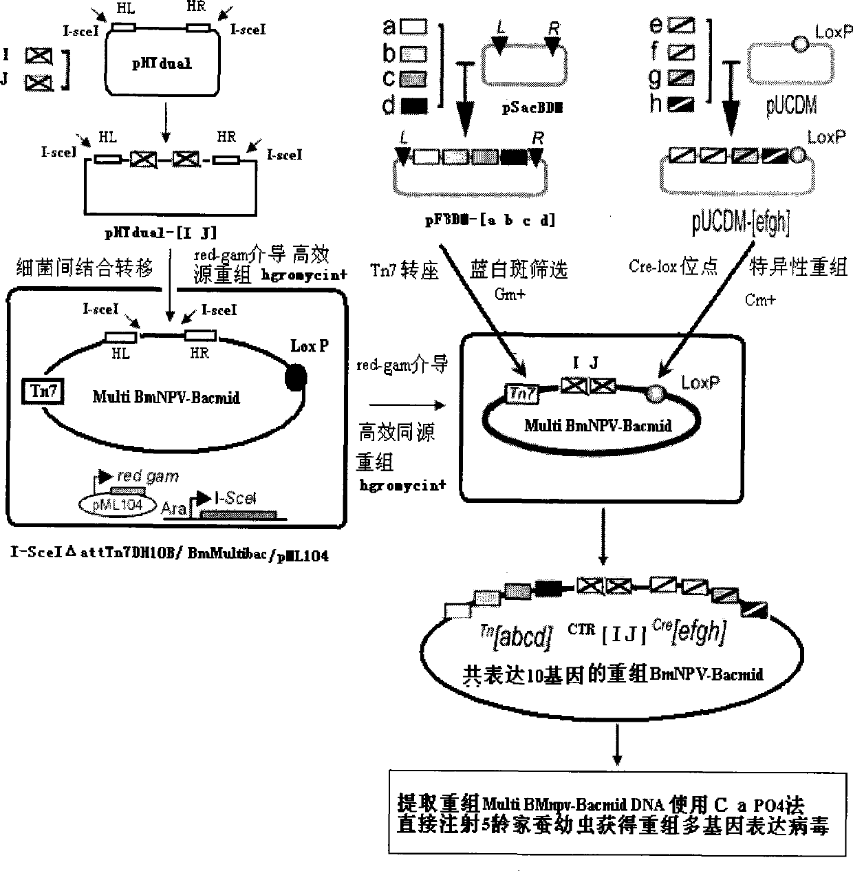 Method for constructing BmNPV- silkworm larvae multiple gene expression system