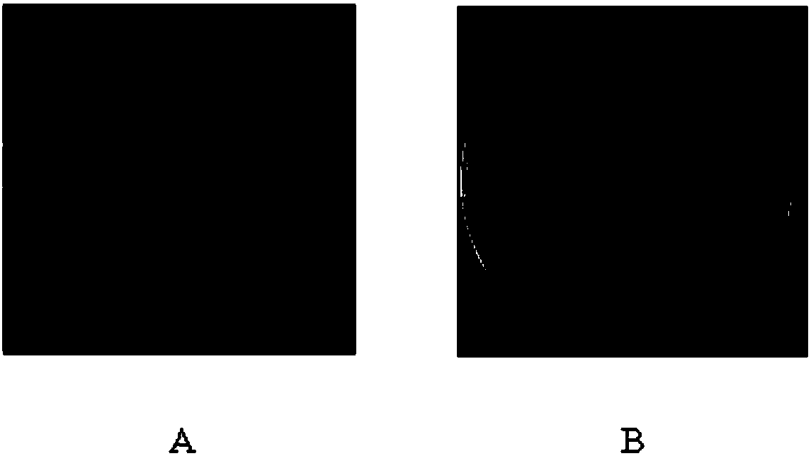 Application of oxathiapiprolin resistant gene RORP1 as selection marker during oomycetes conversion