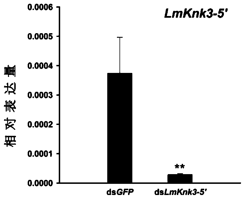 Application of migratory locust Knickkopf 3-5' gene dsRNA in pest control