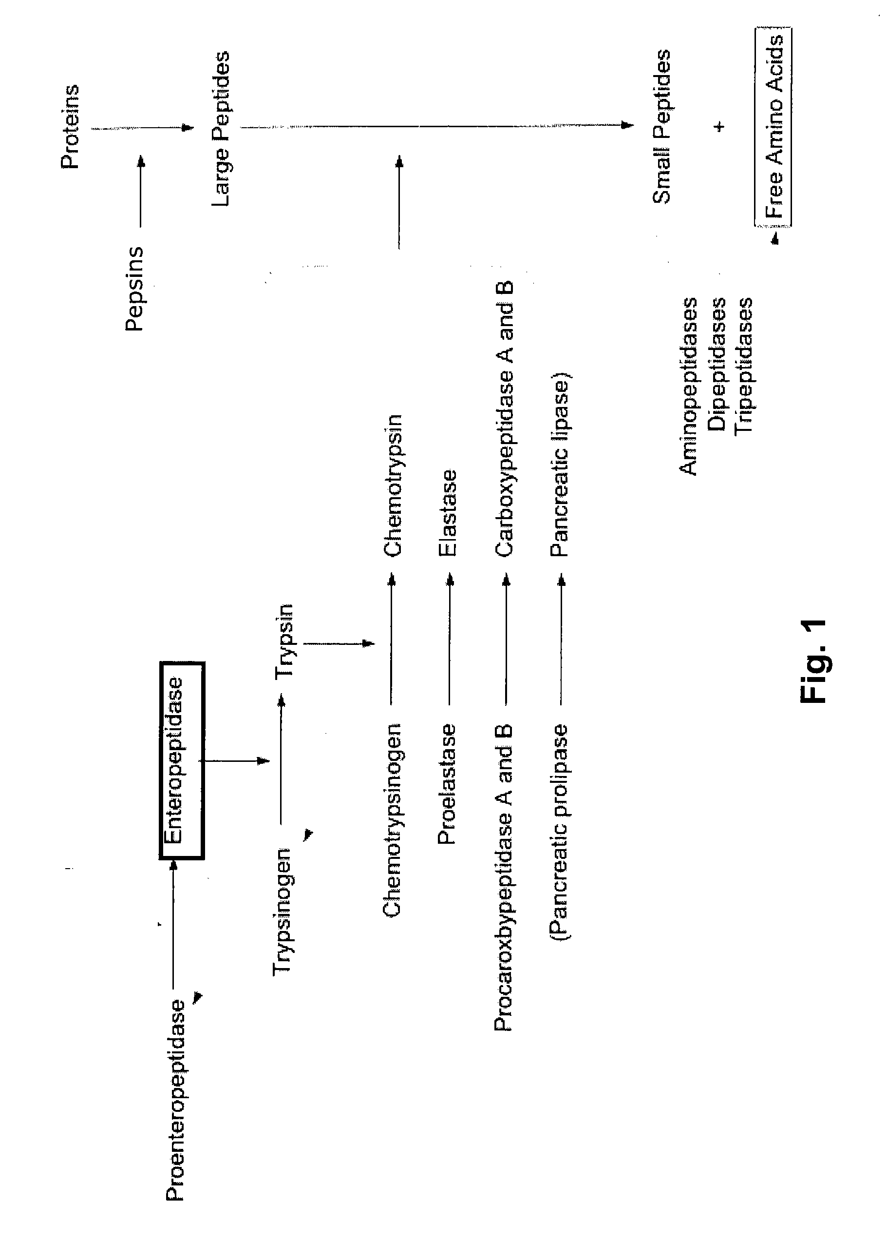 Pharmaceutical Compositions and Methods for Reducing Body Fat