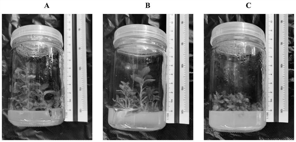 A method for improving the rapid propagation efficiency of apple rootstock tissue culture seedlings