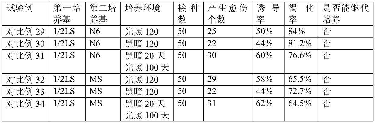 Induction method of cymbidium ensifolium callus