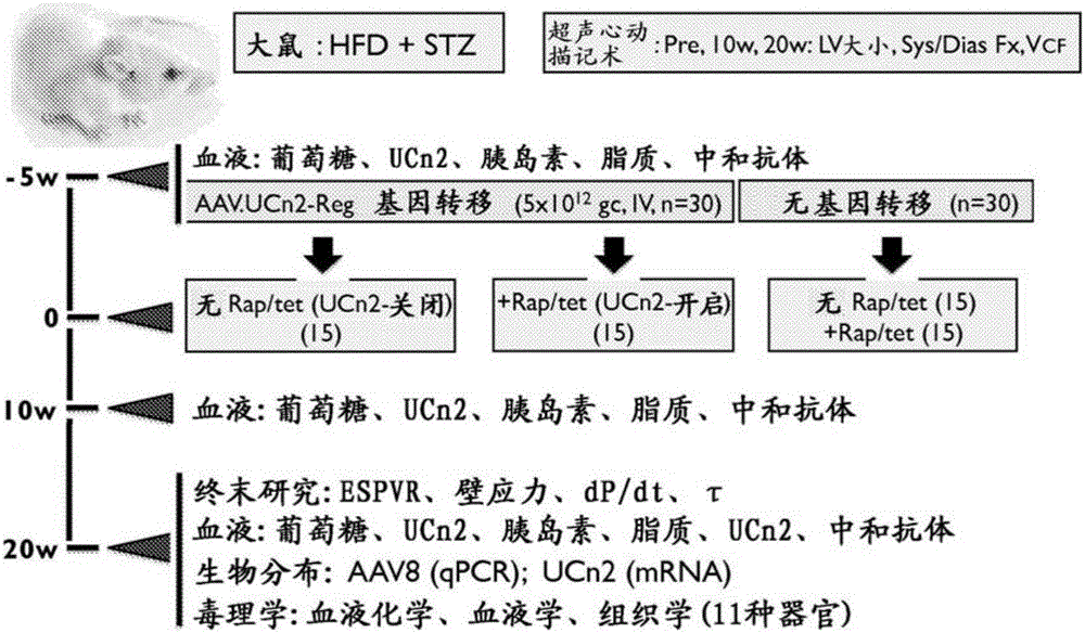 Systemic delivery of virus vectors encoding urocortin-2 and related genes to treat diabetes-related cardiac dysfunction and congestive heart failure