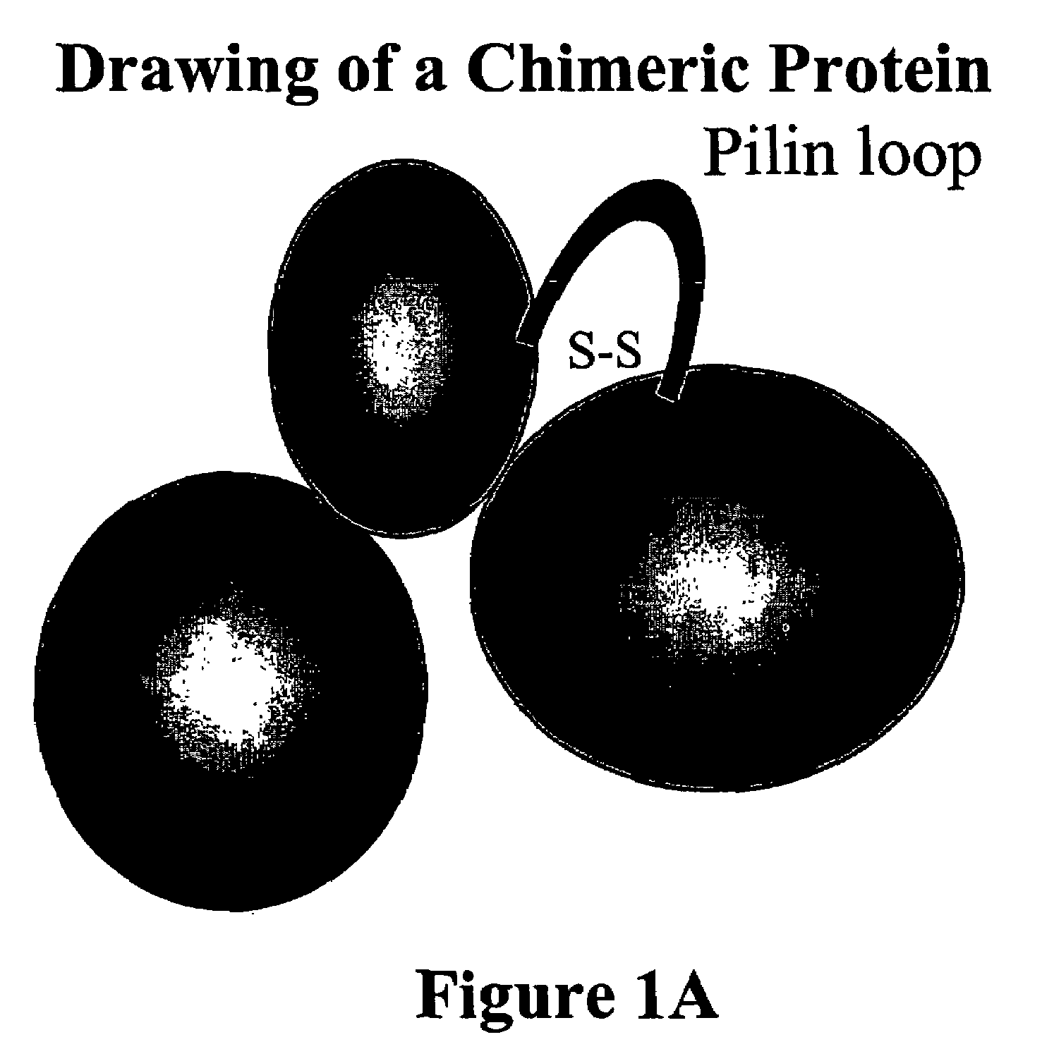 Chimeric protein comprising non-toxic <i>Pseudomonas </i>exotoxin A and Type IV pilin sequences