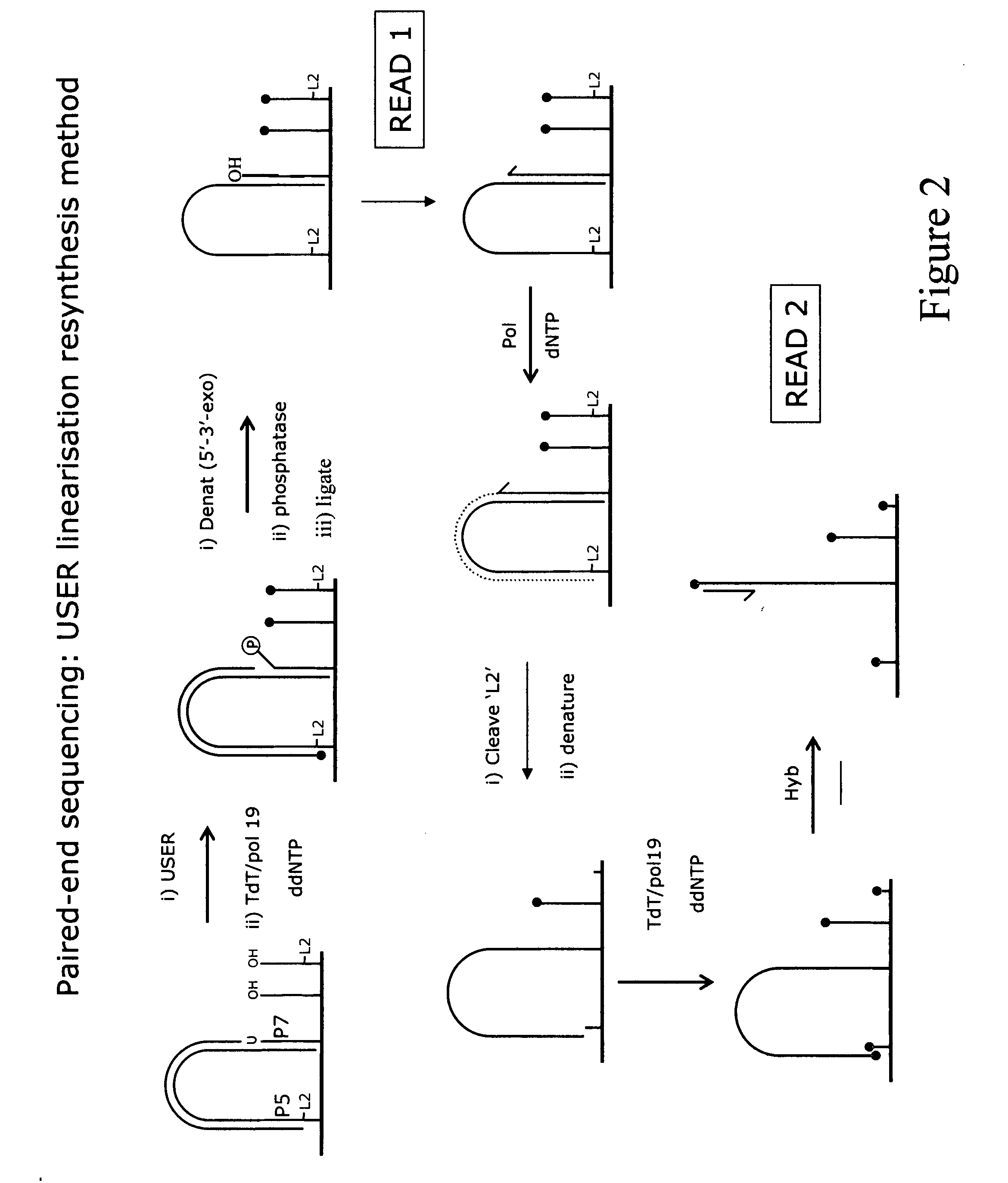 Method for sequencing a polynucleotide template
