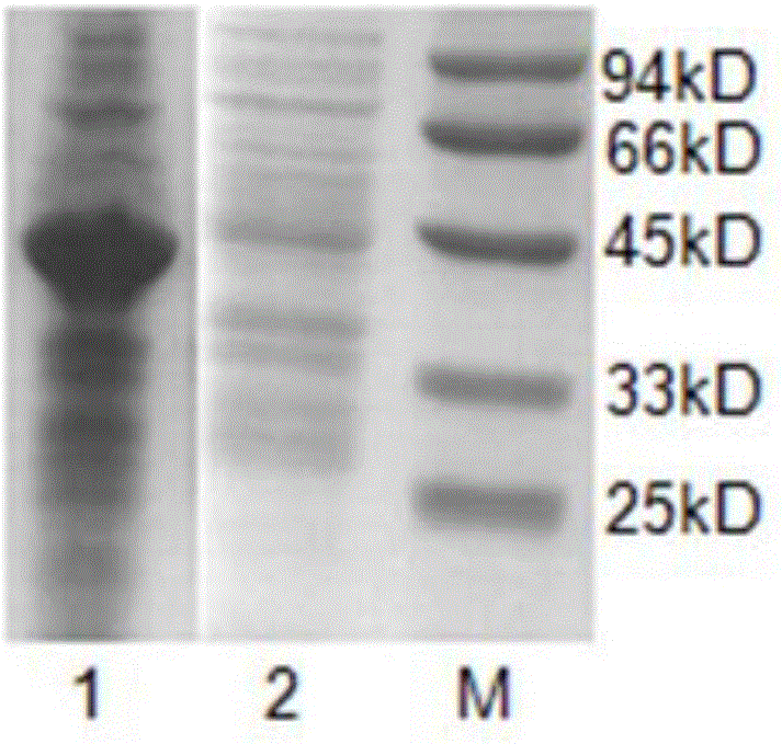 TMV-CMV (Tobacco Mosaic Virus-Cucumber Mosaic Virus) double-virus colloidal gold quick detection test strip