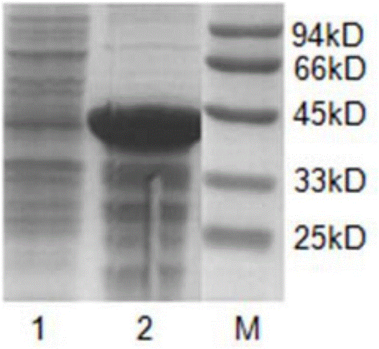 TMV-CMV (Tobacco Mosaic Virus-Cucumber Mosaic Virus) double-virus colloidal gold quick detection test strip