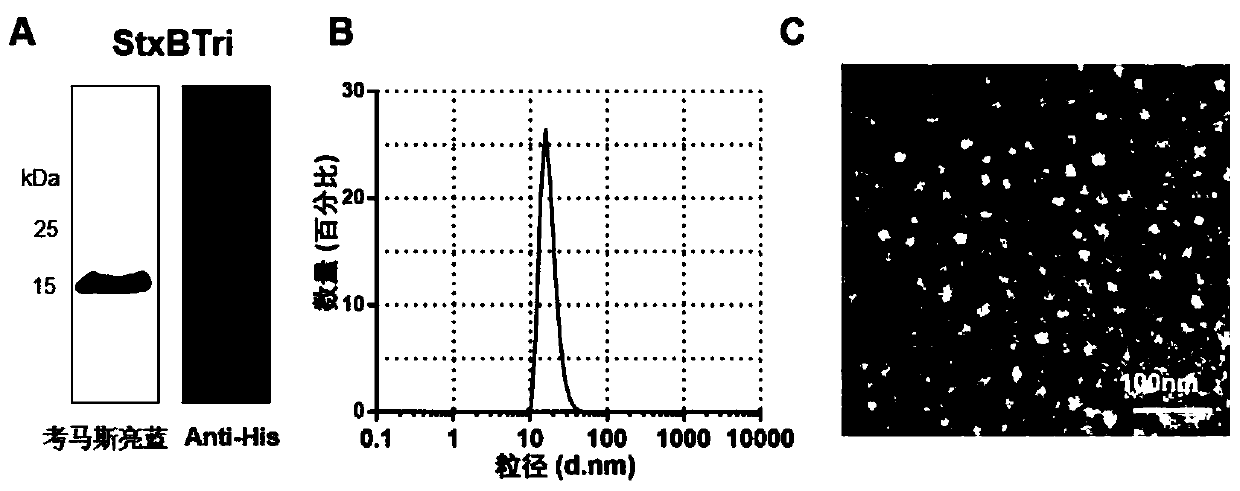 Fusion protein capable of being self-assembled into protein nanoparticle and application of fusion protein