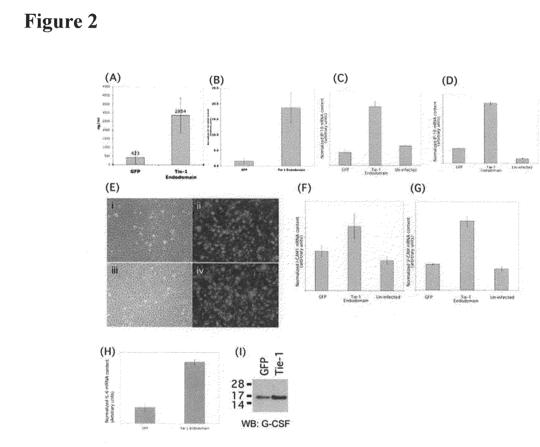 Methods and compositions for the treatment and diagnosis of vascular inflammatory disorders or endothelial cell disorders