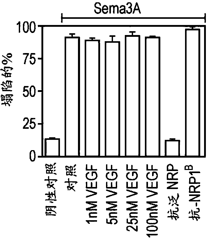 Crystal structure of neuropilin fragment in complex with neuropilin antibody