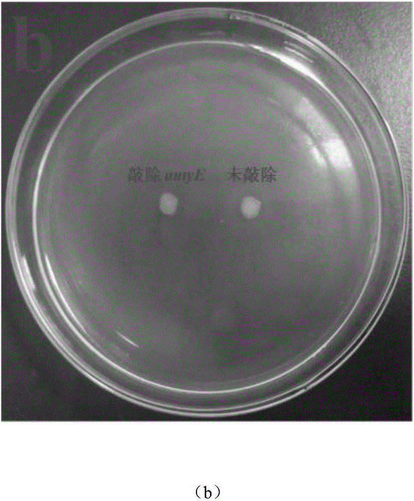 Bacillus subtilis for efficient exogenous protein expression and high density culture