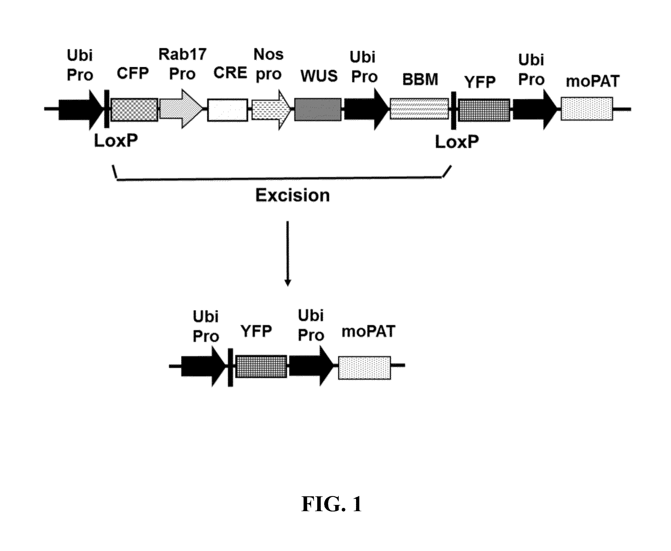 Methods and compositions for producing and selecting transgenic wheat plants