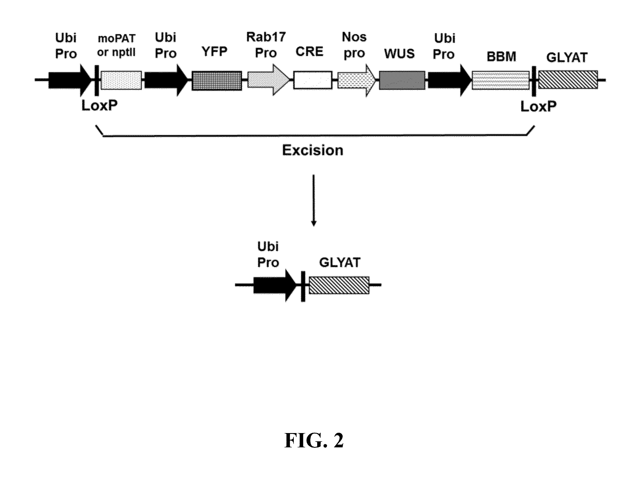 Methods and compositions for producing and selecting transgenic wheat plants