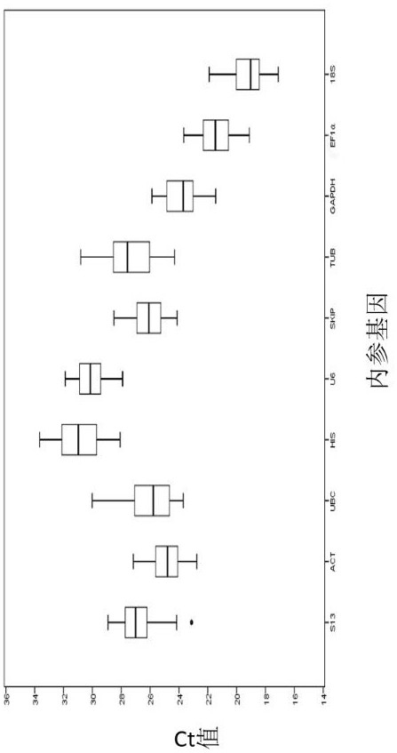 Screening method for real-time fluorescent quantitative PCR internal reference gene of Hibiscus hibiscus