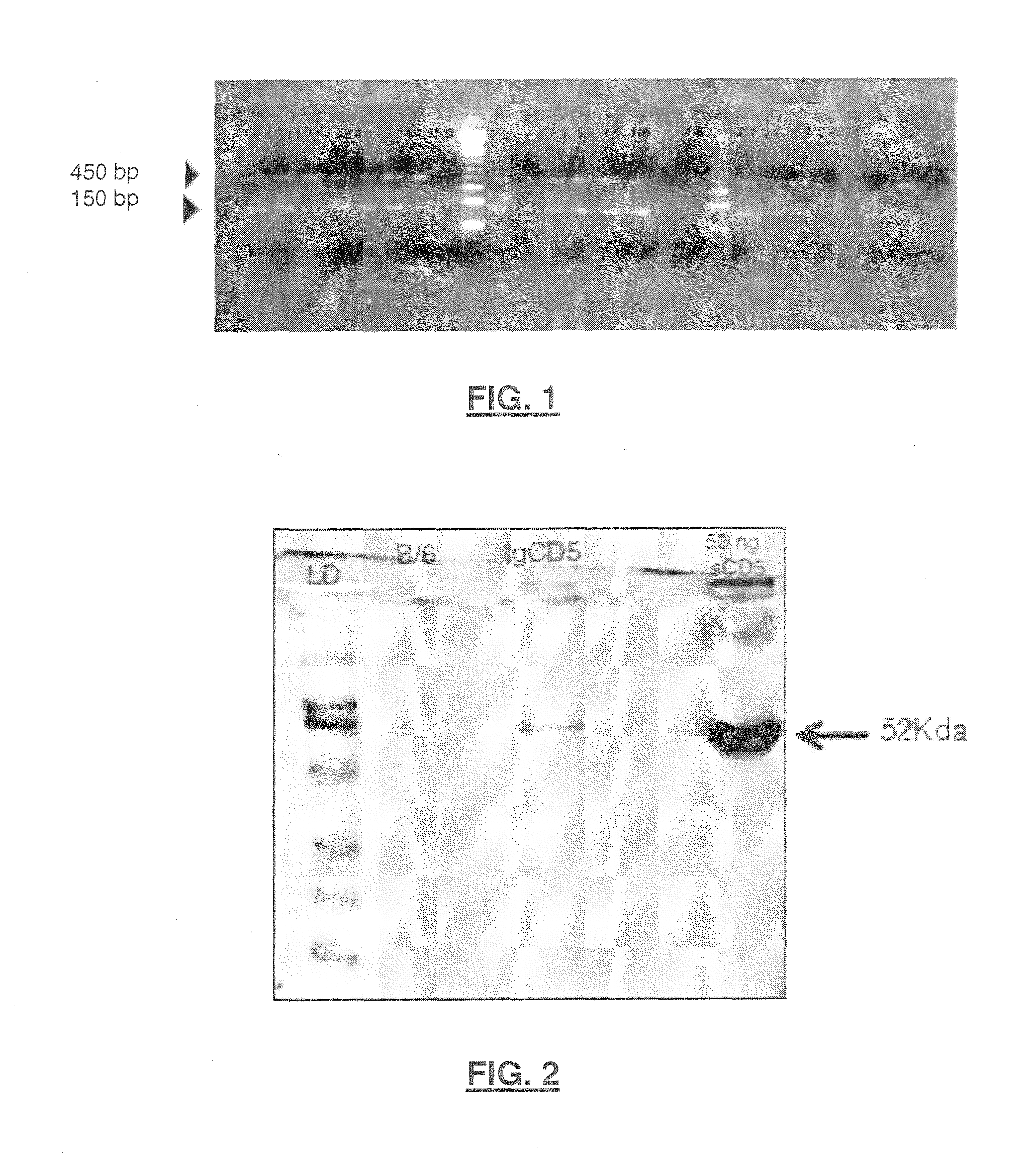 Soluble protein cd5 or cd6 for the treatment of cancer or tumor or for use as an adjuvant