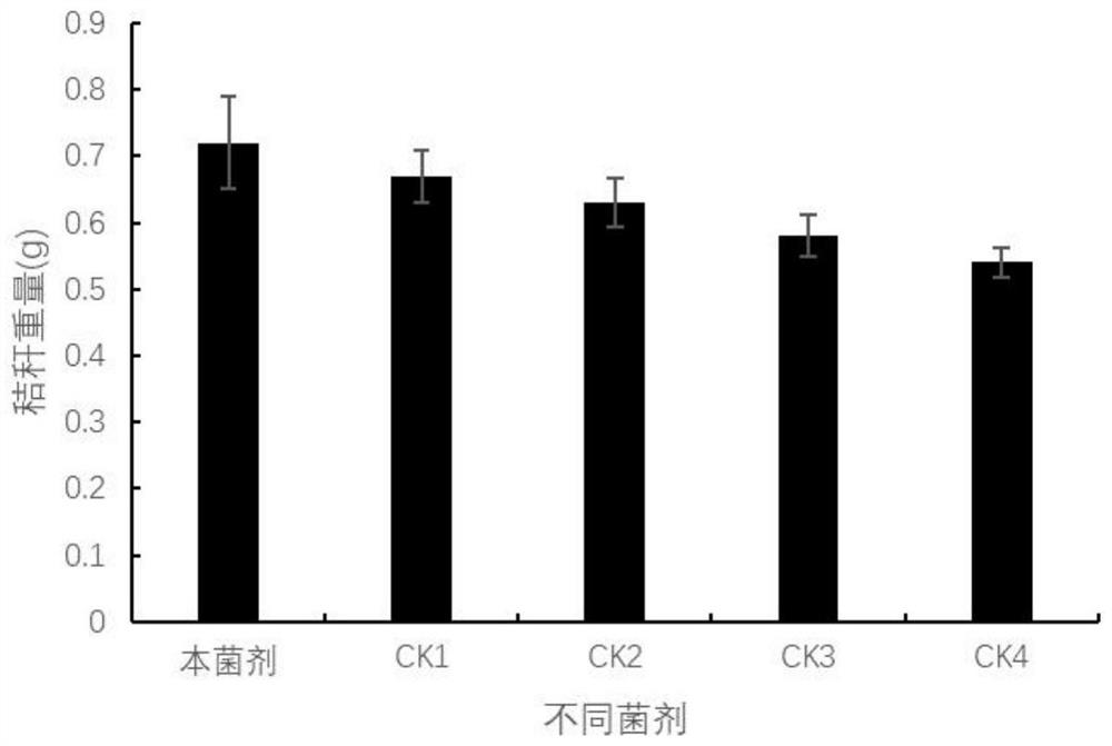 Straw decomposing bacterial agent in cold regions, its preparation method and application
