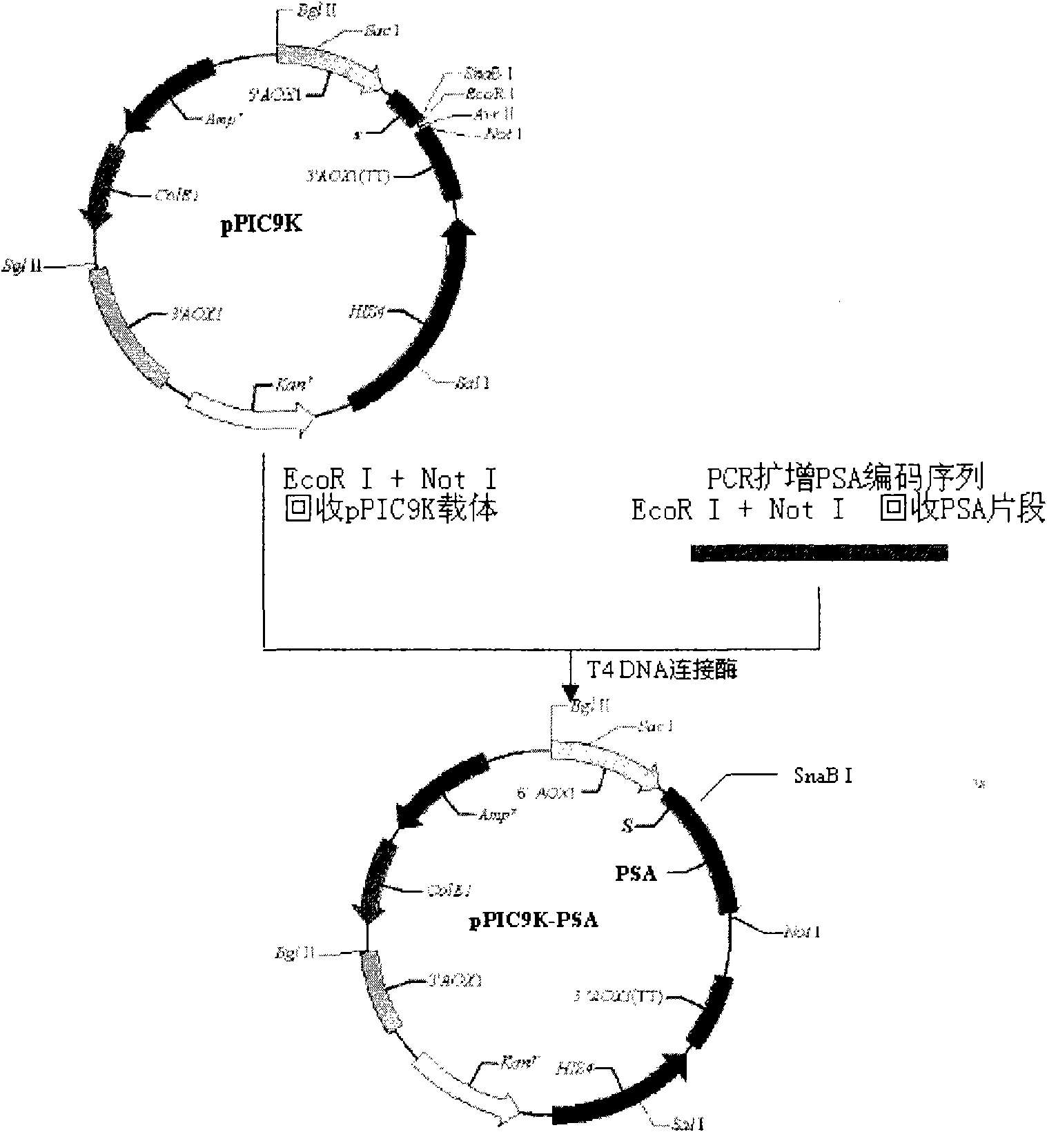 Human prostate specific antigen expression vector and application thereof