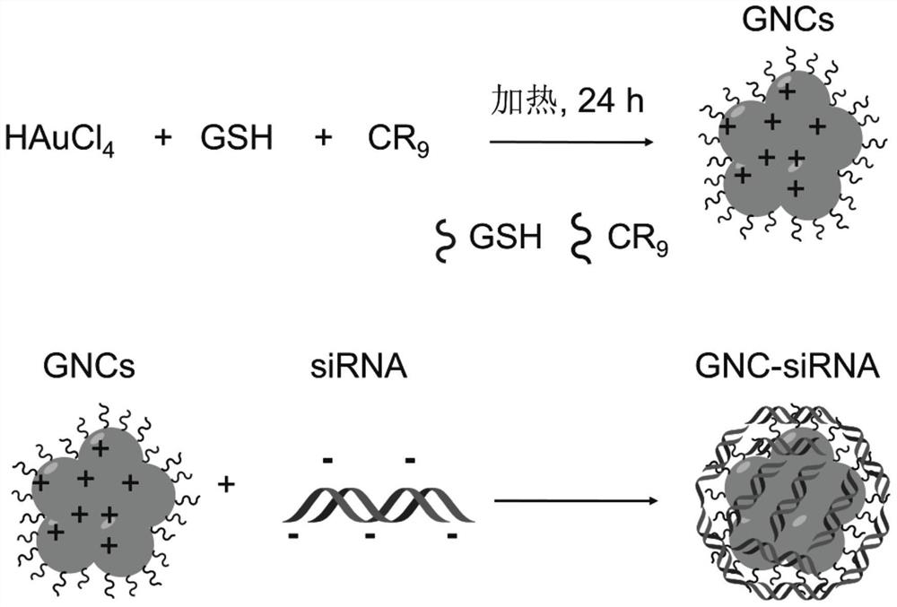 A method for the treatment of pancreatic cancer based on gold nanoclusters combined with ngf siRNA