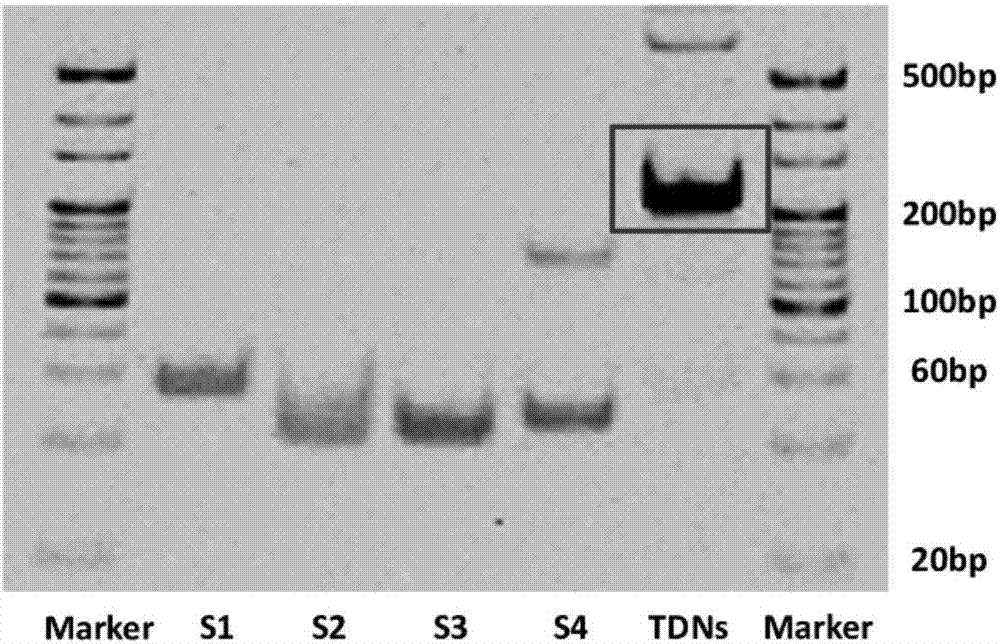 Application of DNA tetrahedron in the aspect of improving anti-aging process of cells