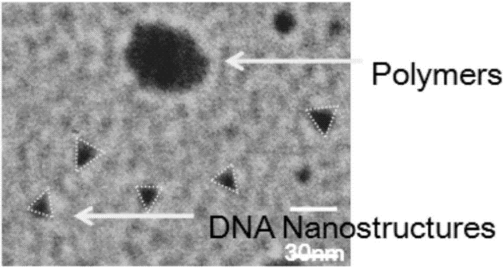 Application of DNA tetrahedron in the aspect of improving anti-aging process of cells
