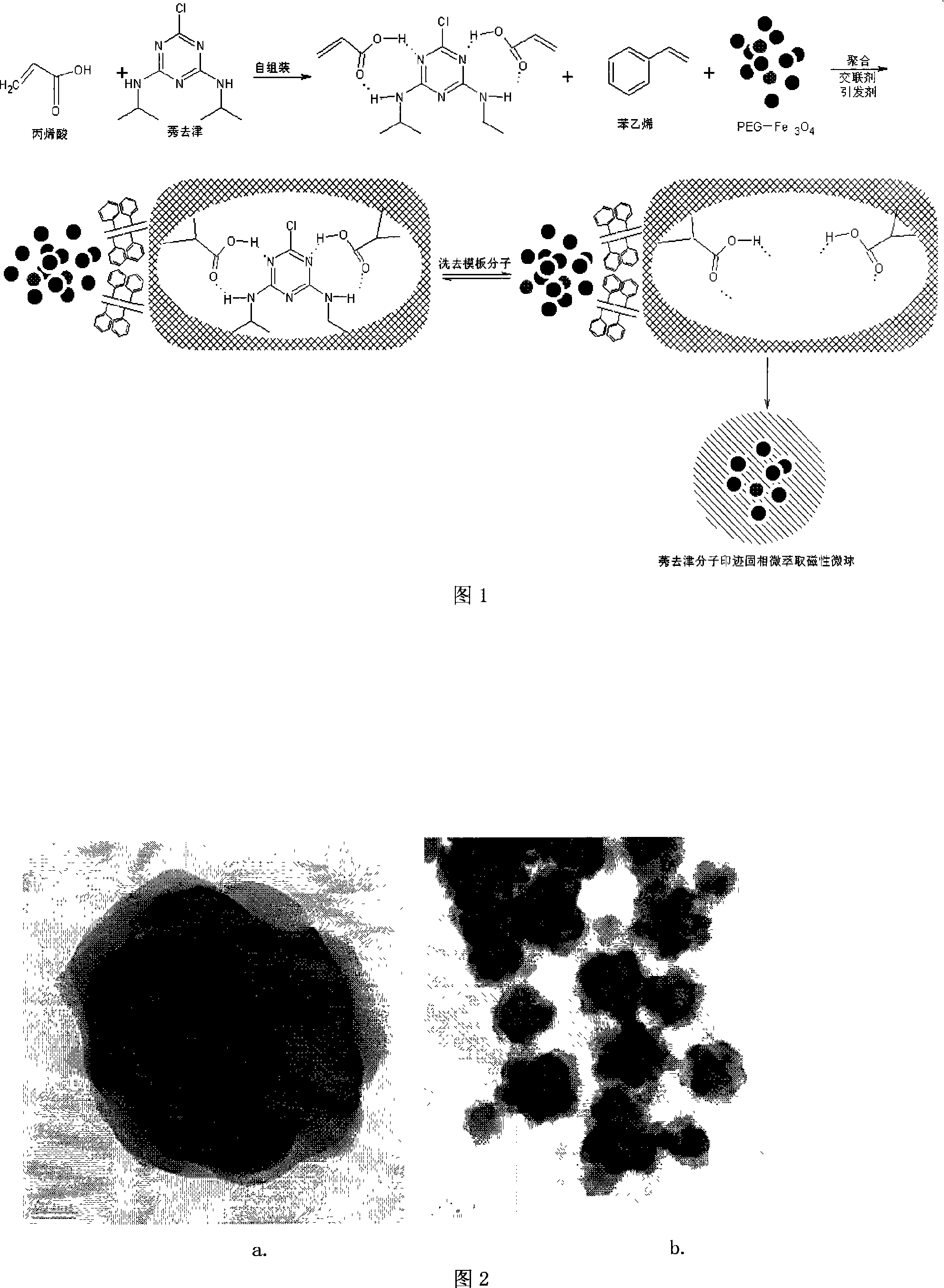 Microwave assisted molecular blotting magnetic microsphere preparation method and uses