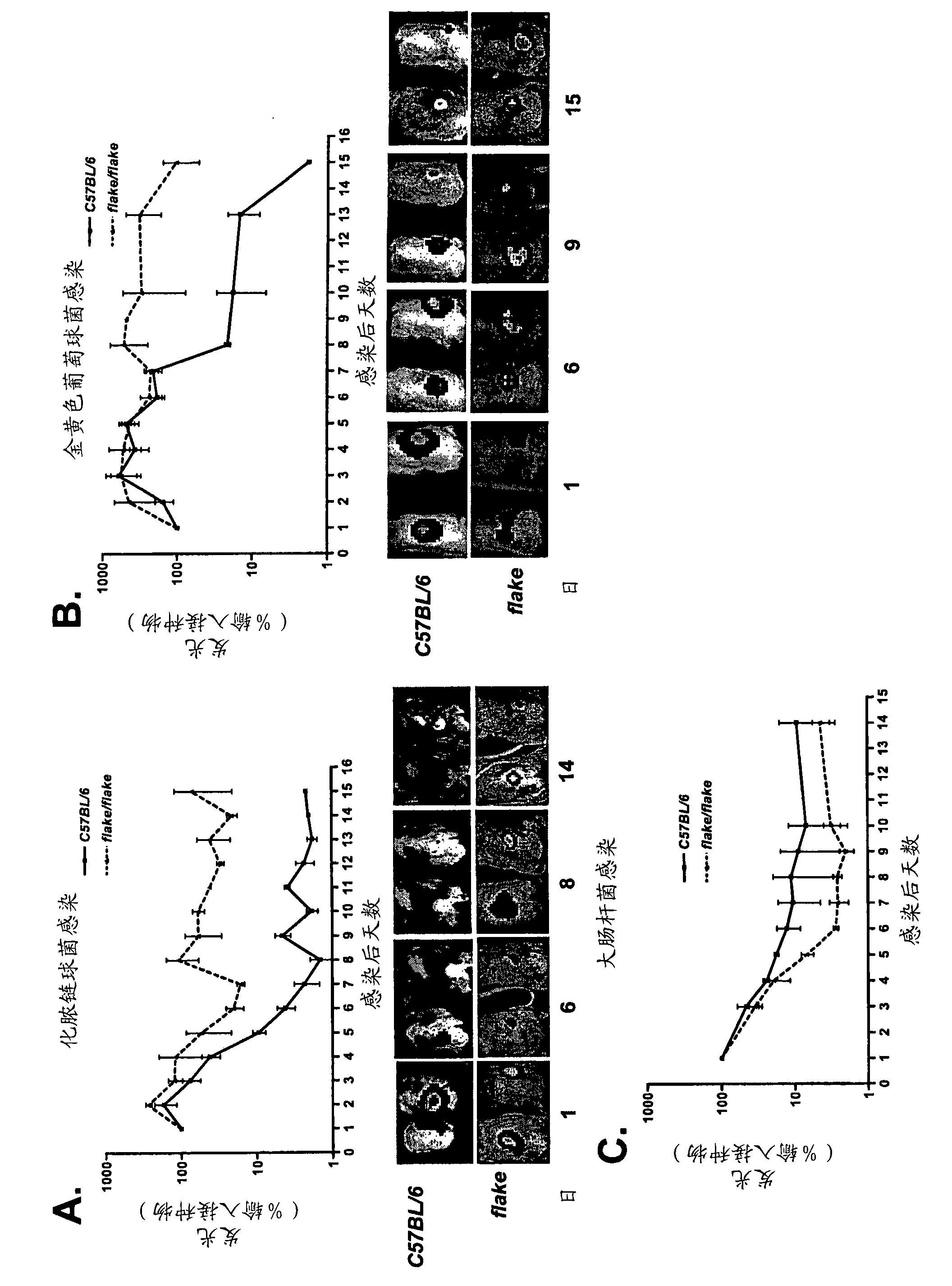 Compositions and methods for treating gram positive bacterial infection in a mammalian subject