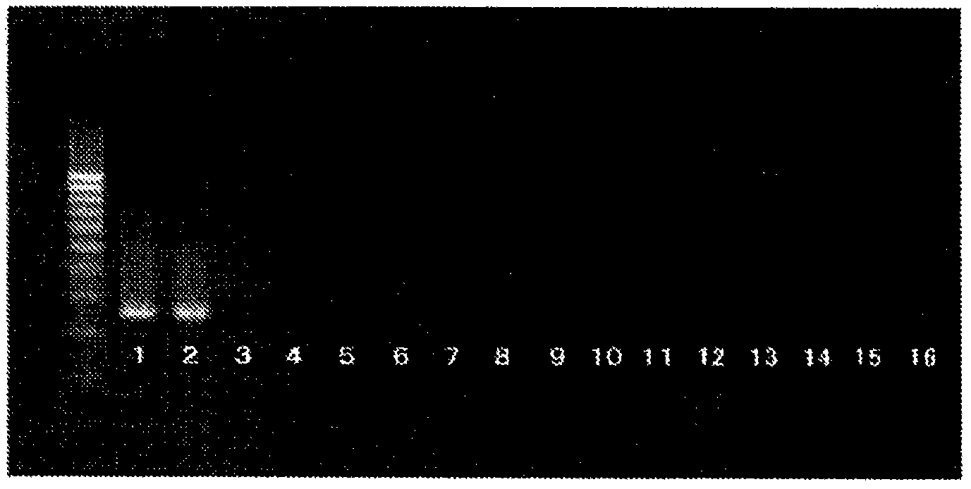 Method for detection of paecilomyces variotii