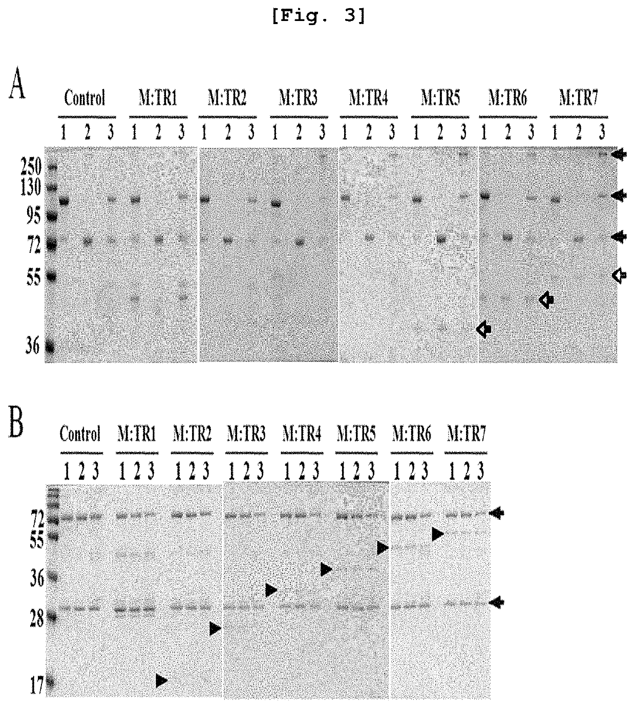 Repeat-chain for the production of dimer, multimer, multimer complex and super-complex