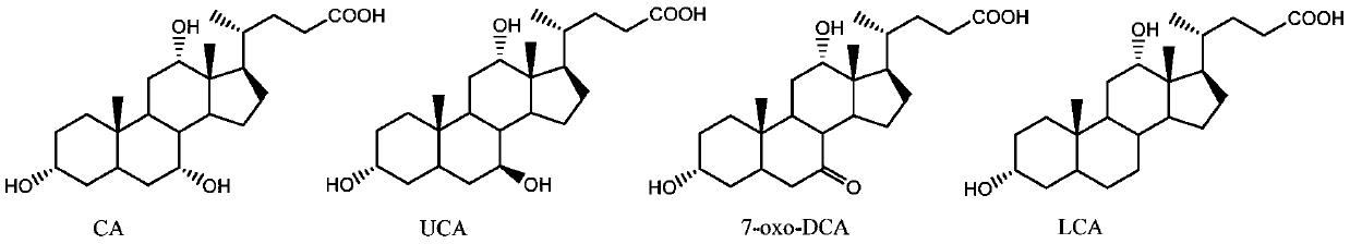 Hydroxysteroid dehydrogenase and application thereof in synthesis of ursodeoxycholic acid precursor