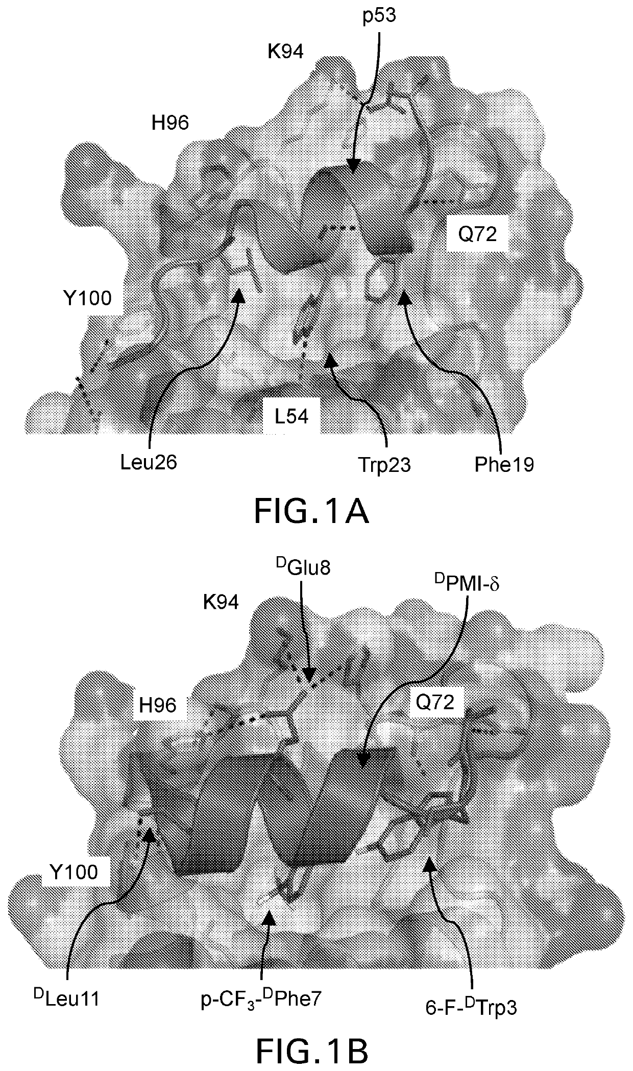 P53 activator peptidomimetic macrocycles