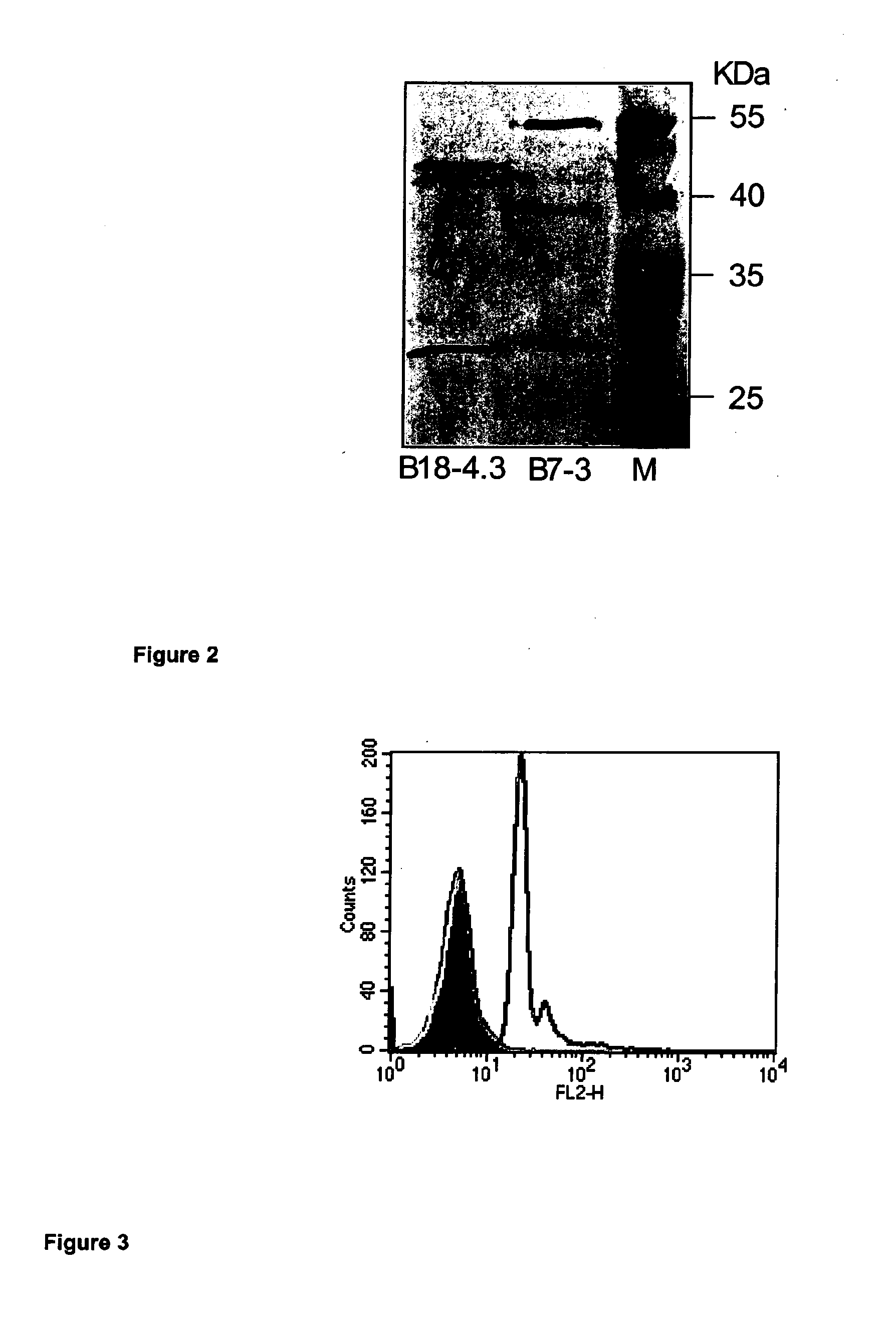 Antibodies which bind selectively to hair of animals and an antibody based drug delivery system for animals