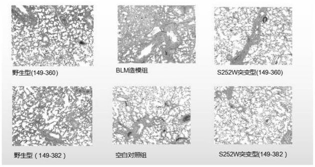 FGFR2c extracellular domain analogue as well as coding gene and application thereof