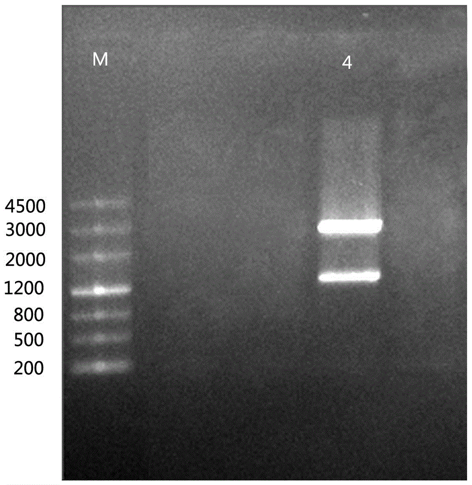 A kind of drought-inducible promoter and its application