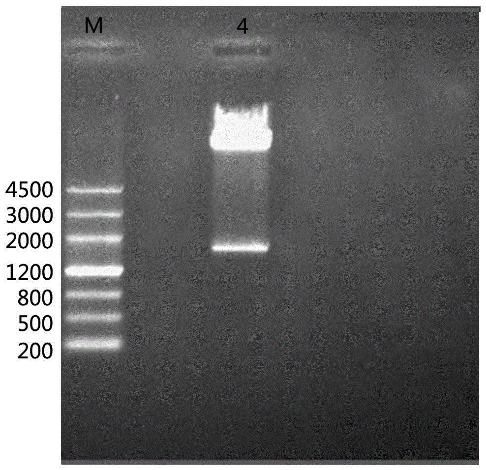 A kind of drought-inducible promoter and its application