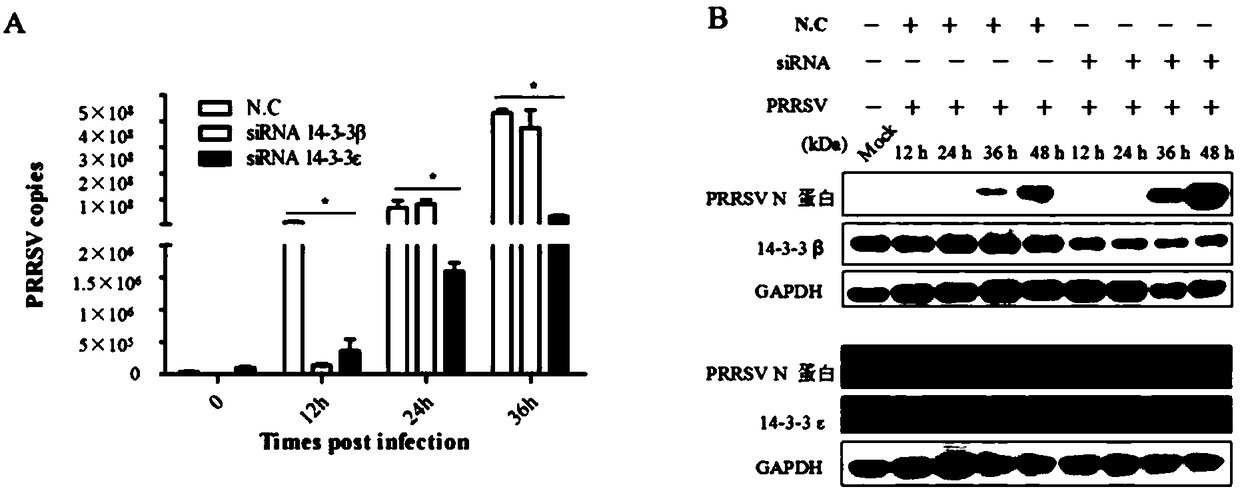 Blocking agent for inhibiting infection of High Pathogenic Porcine Reproductive and Respiratory Syndrome Virus