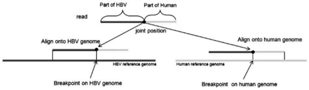 System and method for analyzing HBV DNA integration events from in-vitro serum